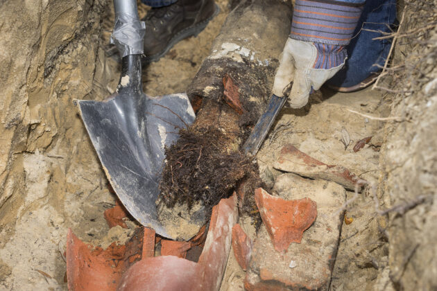 Tree Roots in Sewer Line: Warning Signs & What Downey Homeowners Should Know